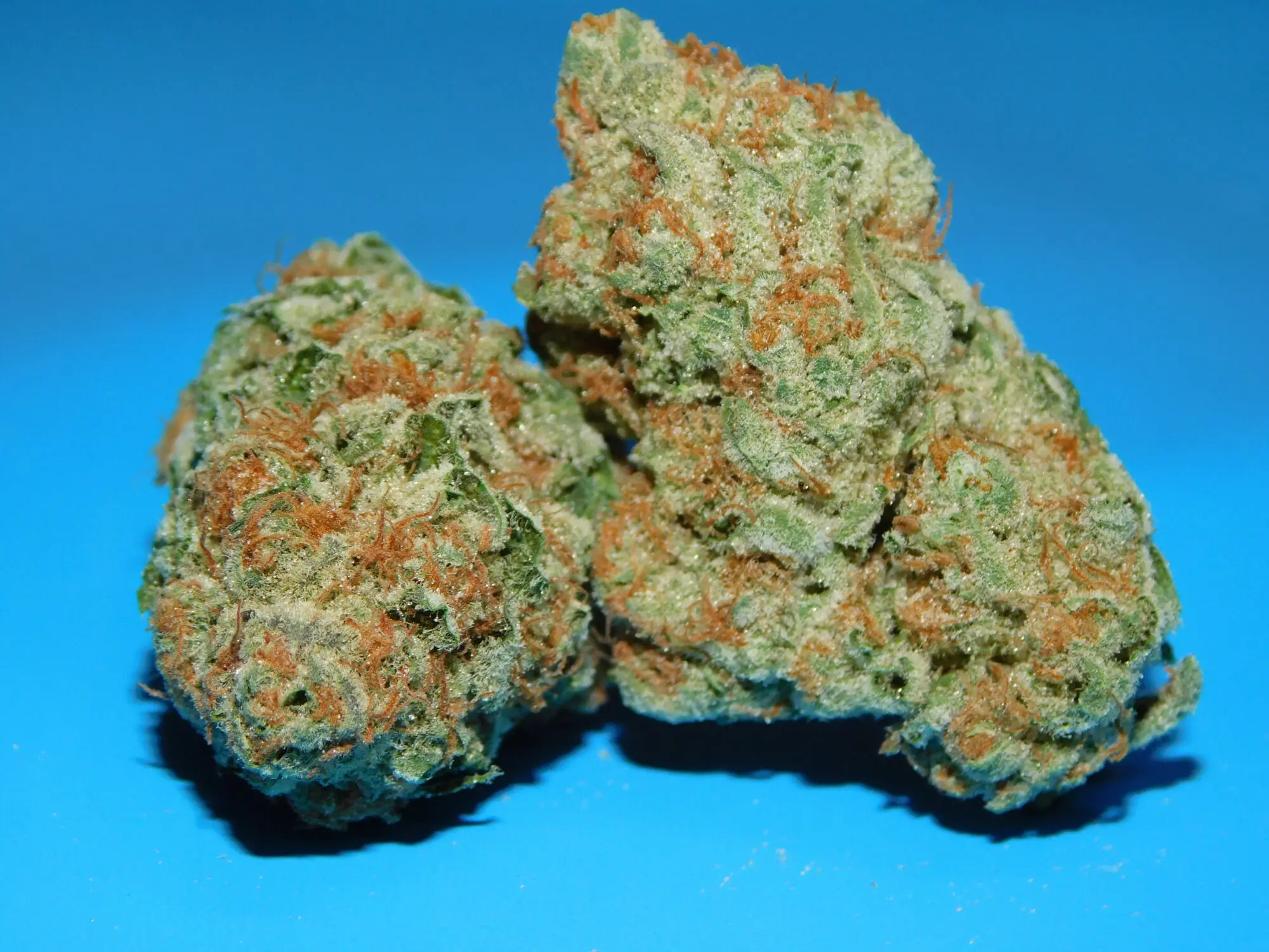 Strawberry Lemonade Bud