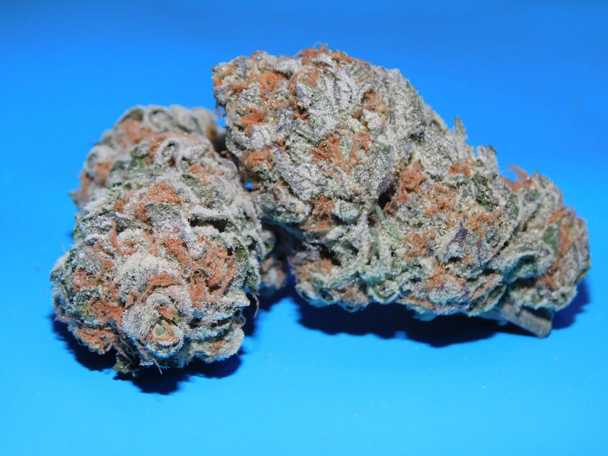 Disco Bud