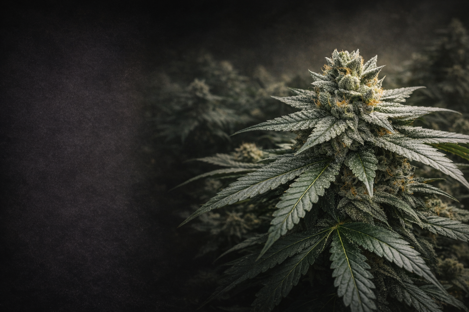 Pharmaceutical-grade cannabis flower