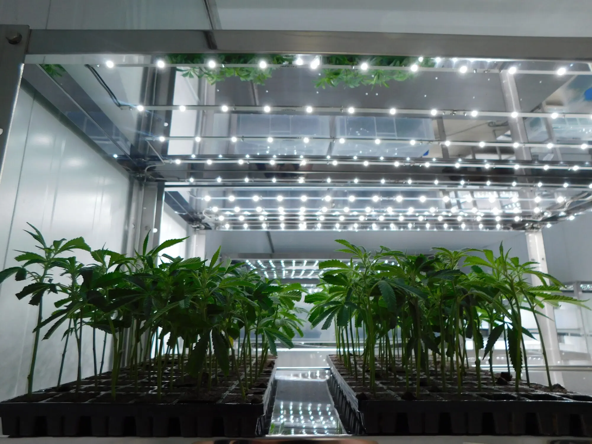 Ilco Farming cultivation facility