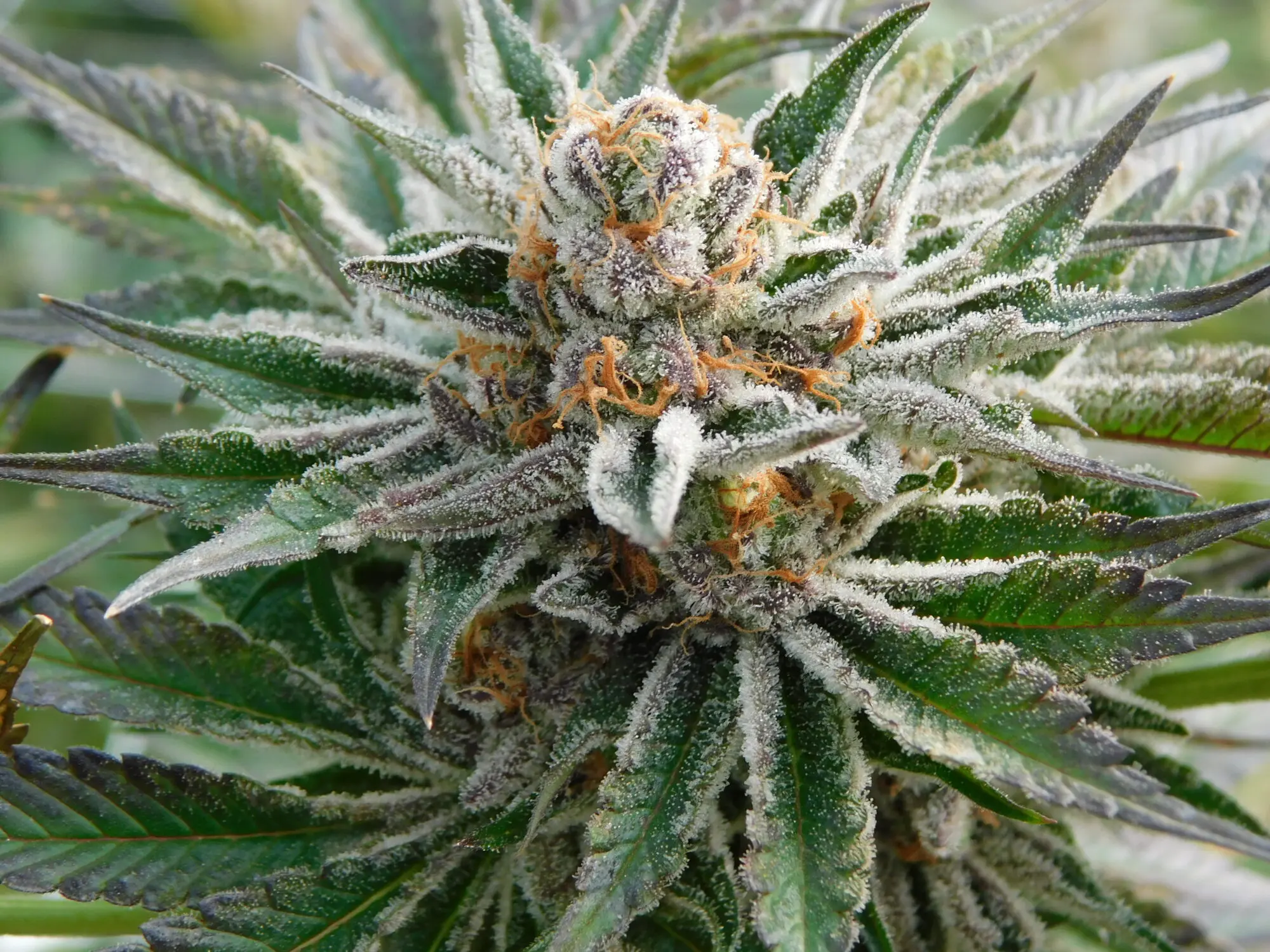 Ilco Farming greenhouse / facility